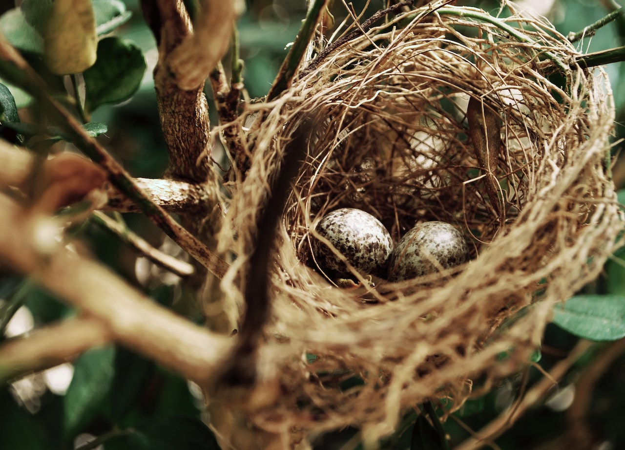 How bird nests create fire hazards