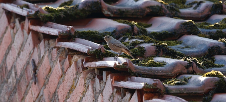 Loose or damaged shingles with moss and a bird 