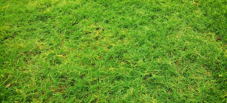Green grass with some dry, yellowish parts