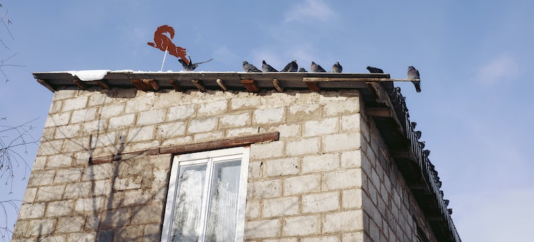 Birds on the roof of the building