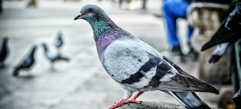 pigeon standing on the street