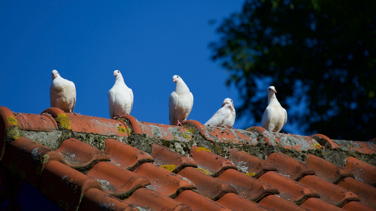 Do birds cause roof damage?