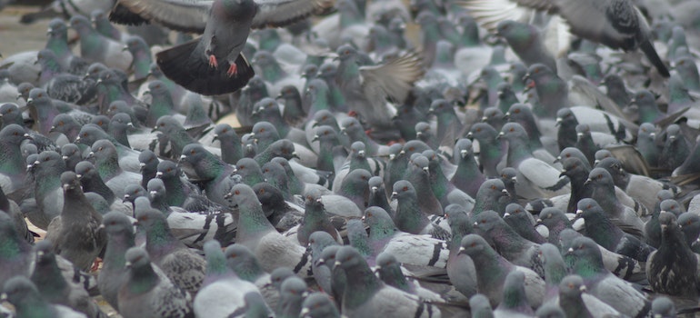 hundreds of pigeons