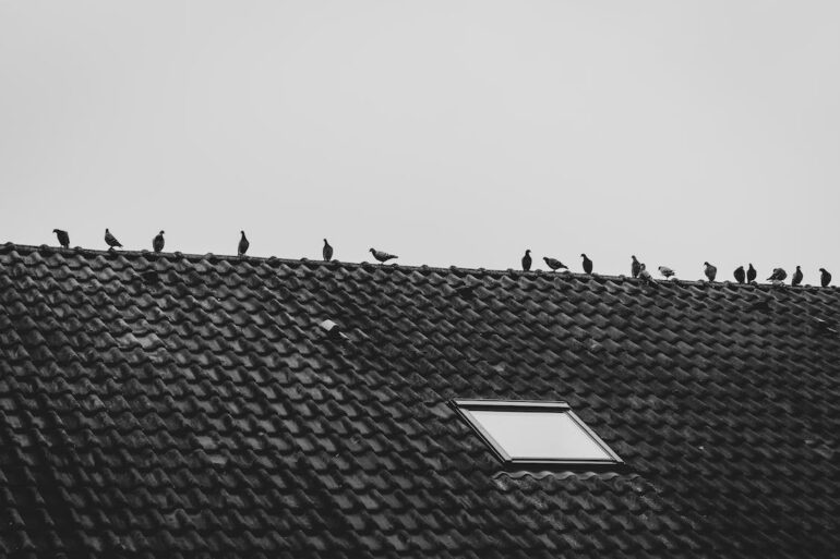 Birds on the roof, causing a drop in efficiency of your solar panels