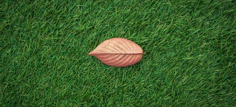 Leaf on grass