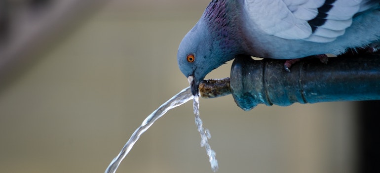 A pigeon drinking water from a gutter