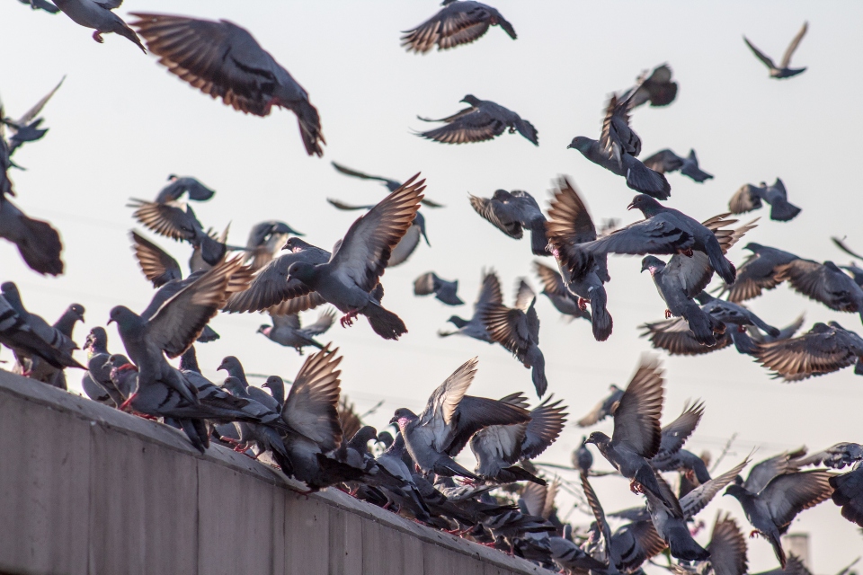 How to Manage a Pigeon Infestation