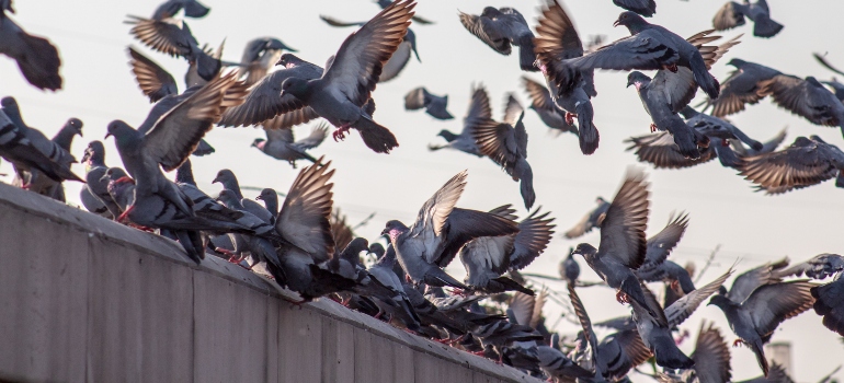 pigeon flock on a roof