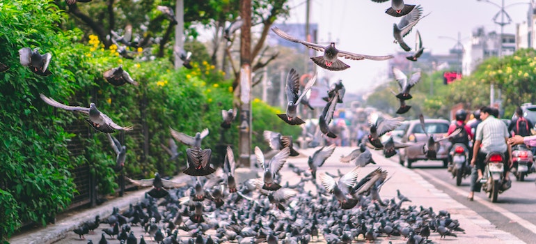Pigeons on the sidewalk