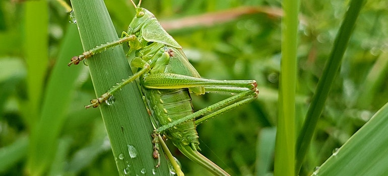 A grasshopper a pest that might be a problem for keeping your Enterprise lawn in top shape